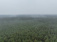 Unser Wald